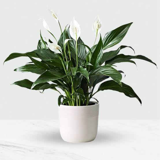 1. Peace Lily (Spathiphyllum) images