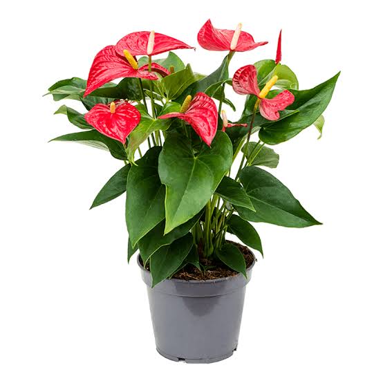 3. Anthurium (Flamingo Flower)