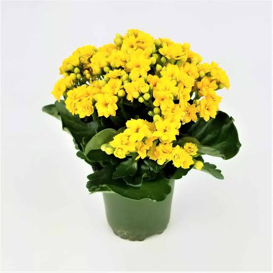 Kalanchoeflower