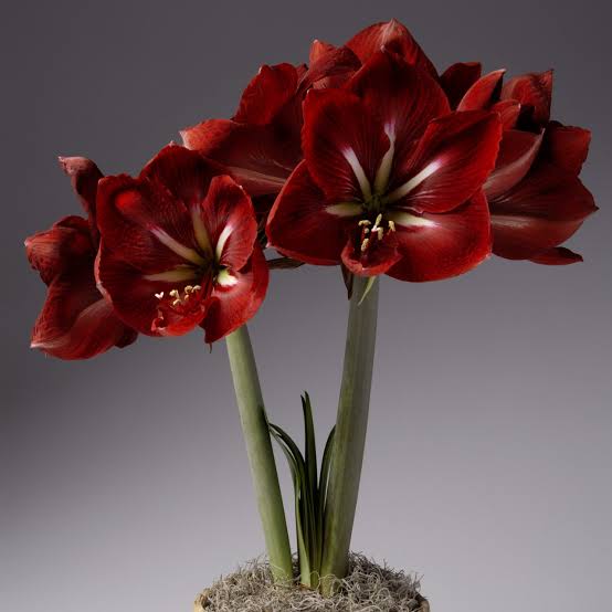 Amaryllis