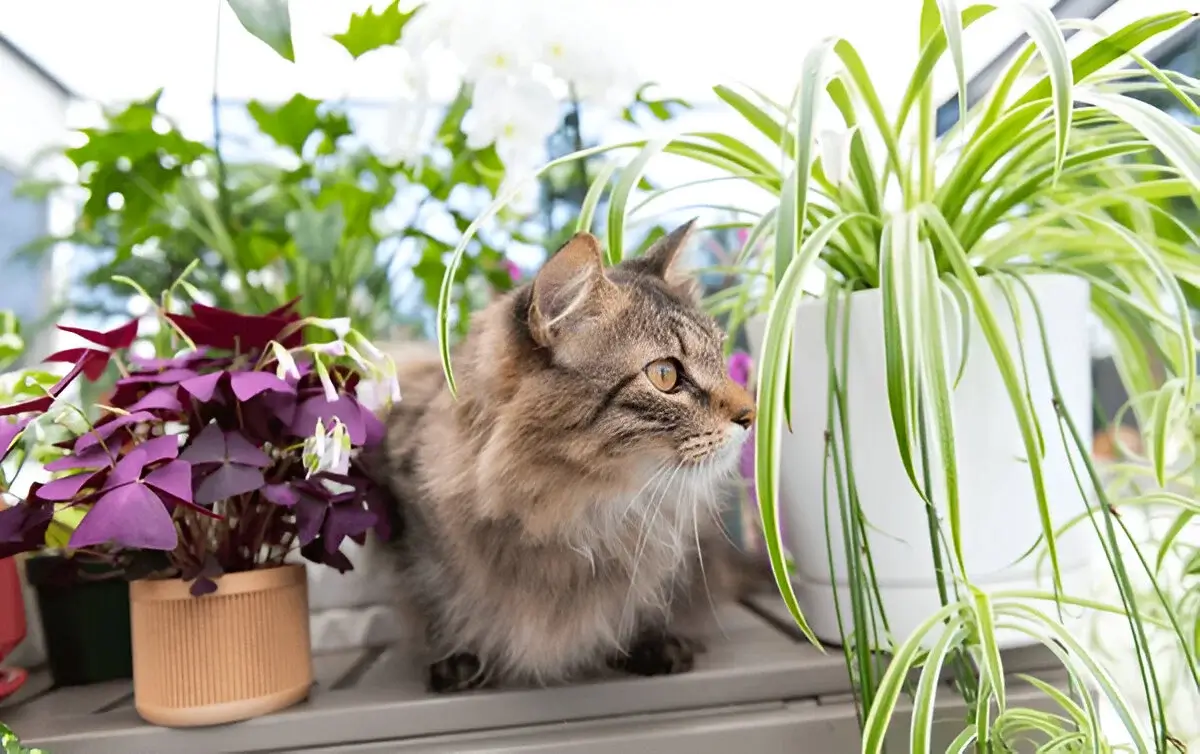 Tabby cat reaching up toward a hanging spider plant on a rustic Southern porch, surrounded by terracotta pots and sunlight filtering through a wooden railing.