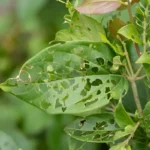 Close-up of fungus gnats hovering over houseplant soil, showing tiny black pests causing an infestation in damp indoor potting mix.