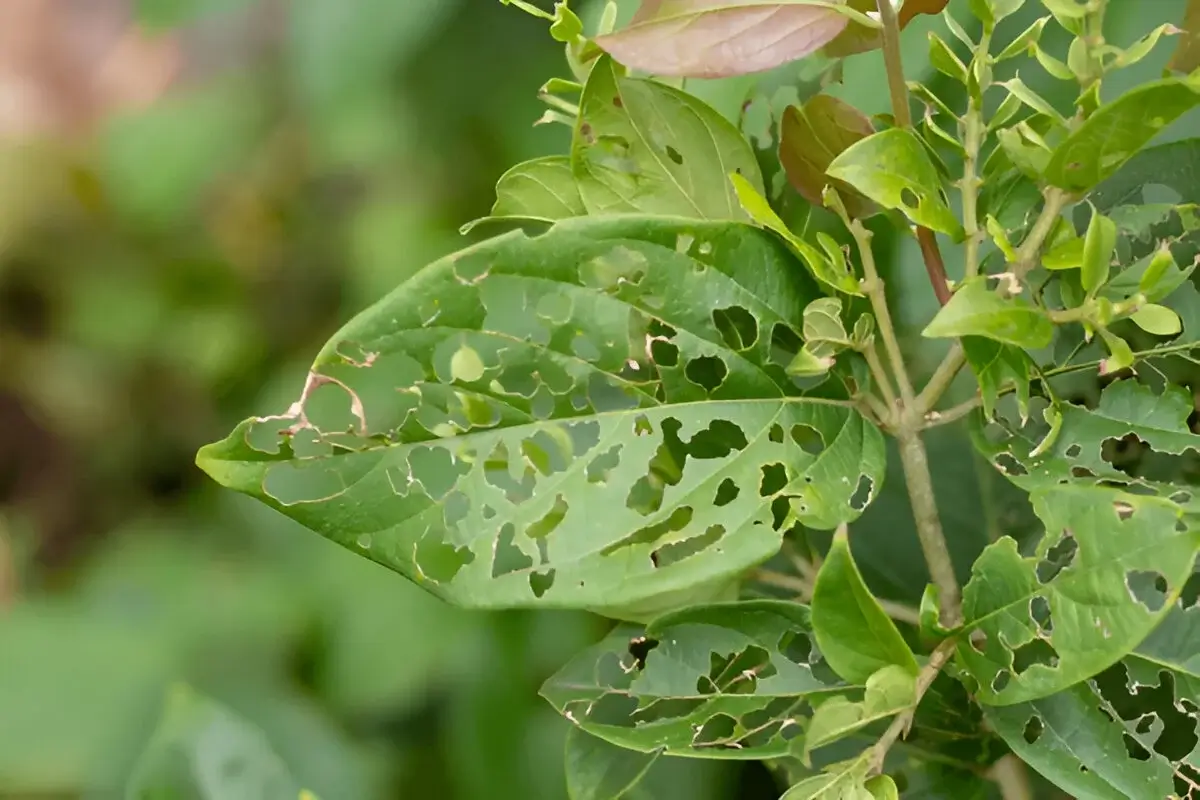 Close-up of fungus gnats hovering over houseplant soil, showing tiny black pests causing an infestation in damp indoor potting mix.