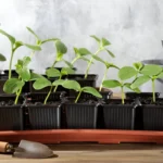 Tray of young green seedlings, possibly cucumber or squash, growing in black starter pots on a wooden surface, with small gardening tools visible.