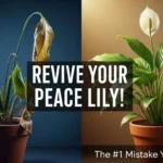 A YouTube thumbnail with a dramatic split-screen effect. On the left side, show a sad, completely drooped, and wilted Peace Lily in a pot, looking near death. The lighting on this side is dim and slightly blue. On the right side, show the exact same Peace Lily, now vibrant, healthy, and standing tall with lush green leaves and a beautiful white flower. The lighting on this side is bright and warm. In the center, overlay a bold, eye-catching text in a clean font that says: "REVIVE YOUR PEACE LILY!" In the bottom corner, add a smaller text: "The #1 Mistake You're Making". The overall style should be high-contrast, realistic, and compelling.